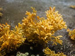 Attēlu rezultāti vaicājumam “Riccia canaliculata”