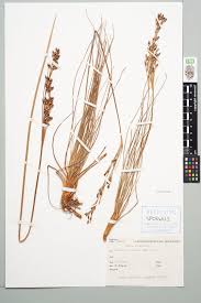 Attēlu rezultāti vaicājumam “Juncus squarrosus”