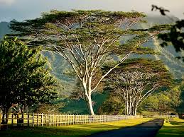 Attēlu rezultāti vaicājumam “Sacchiphantes abietis exuvia”