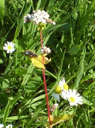 Attēlu rezultāti vaicājumam “Fagopyrum esculentum”