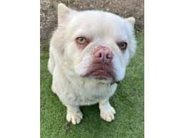 Image result for Banbury Bulldogs