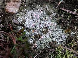 Attēlu rezultāti vaicājumam “Dibaeis baeomyces”