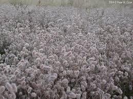 Attēlu rezultāti vaicājumam “Trifolium arvense fruit”