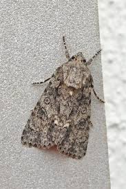 Attēlu rezultāti vaicājumam “Acronicta rumicis”