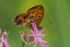 Attēlu rezultāti vaicājumam “Brenthis ino upperside”