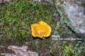 Attēlu rezultāti vaicājumam “Lycogala cf. fossiculatum macro”