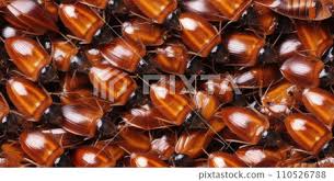 Attēlu rezultāti vaicājumam “Blattoptera”