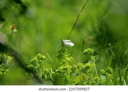 Attēlu rezultāti vaicājumam “Parnassius mnemosyne upperside”