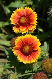 Image result for Gaillardia
