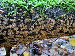 Attēlu rezultāti vaicājumam “Phlebia serialis”