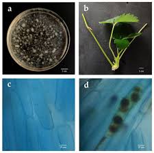 Attēlu rezultāti vaicājumam “Cribraria piriformis spores”