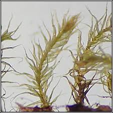 Attēlu rezultāti vaicājumam “Rhynchostegiella tenella”