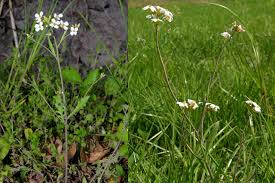 Attēlu rezultāti vaicājumam “Cardaminopsis arenosa bud”