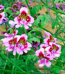 Image result for Schizanthus