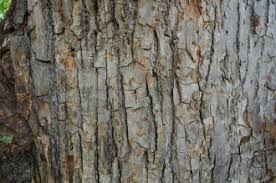 Attēlu rezultāti vaicājumam “Tilia x vulgaris”