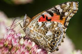 Attēlu rezultāti vaicājumam “Vanessa cardui upperside”