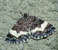 Attēlu rezultāti vaicājumam “Spargania luctuata”