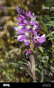 Attēlu rezultāti vaicājumam “Polygala comosa leaf”