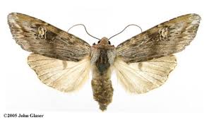 Attēlu rezultāti vaicājumam “Lithomoia solidaginis”