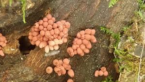 Attēlu rezultāti vaicājumam “Arcyria denudata spores”