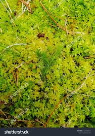 Attēlu rezultāti vaicājumam “Sphagnum flexuosum”