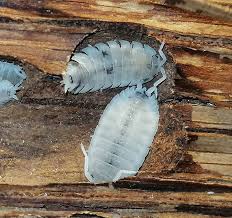 Attēlu rezultāti vaicājumam “Porcellio scaber”