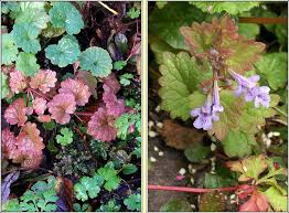 Attēlu rezultāti vaicājumam “Glechoma hederacea flower”