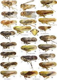 Attēlu rezultāti vaicājumam “Oncopsis sp.”