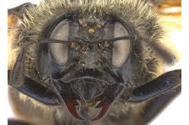 Attēlu rezultāti vaicājumam “Trichiosoma larva”