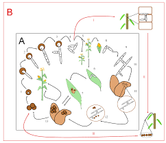 Attēlu rezultāti vaicājumam “Didymium spongiosum var. dictyospora spores”
