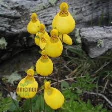 Image result for Calceolaria