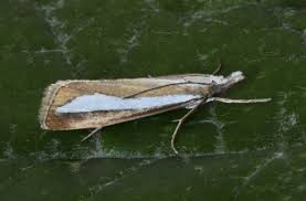 Attēlu rezultāti vaicājumam “Catoptria margaritella”