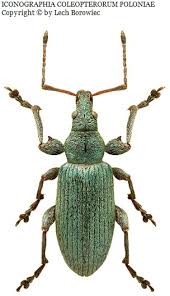 Attēlu rezultāti vaicājumam “Phyllobius”