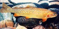 Image result for Oncorhynchus