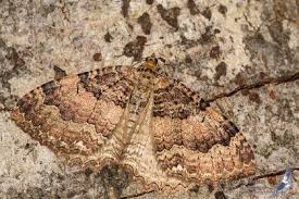 Attēlu rezultāti vaicājumam “Triphosa dubitata”