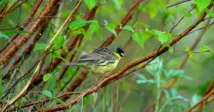 Image result for Emberiza spodocephala