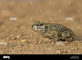 Attēlu rezultāti vaicājumam “Pseudepidalea viridis adult”