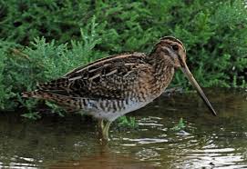 Image result for Gallinago gallinago