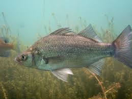 Image result for Morone americana