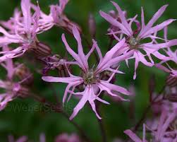 Attēlu rezultāti vaicājumam “Lychnis flos-cuculi flower”