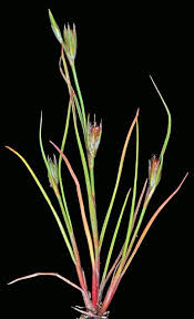 Attēlu rezultāti vaicājumam “Juncus bufonius bud”