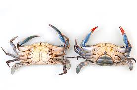 Image result for Callinectes sapidus