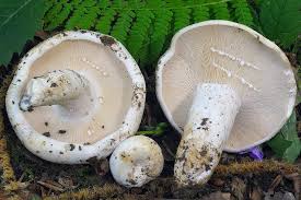 Attēlu rezultāti vaicājumam “Lactarius bertillonii”