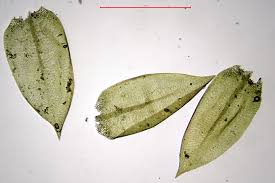 Attēlu rezultāti vaicājumam “Hygrohypnum luridum”