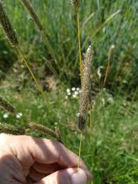 Attēlu rezultāti vaicājumam “Alopecurus pratensis flower”