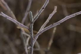 Attēlu rezultāti vaicājumam “Hymenostylium recurvirostrum macro”