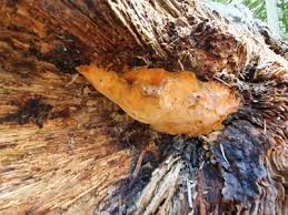 Attēlu rezultāti vaicājumam “Hapalopilus croceus”