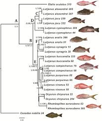 Image result for Lutjanus alexandrei