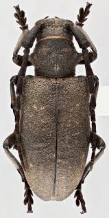 Attēlu rezultāti vaicājumam “Lamia textor”