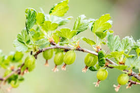 Attēlu rezultāti vaicājumam “Ribes uva-crispa leaf”